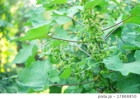 淀川河川敷に生えるオオオナモミ 淀川河川敷に生えるオオオナモミ 17868850