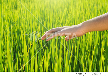 agriculture concept agriculture concept 17869480