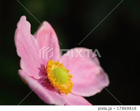 朝日を浴びて幻想的に浮かび上がり生き生きとしたピンク色の花(シュウメイギク) 朝日を浴びて幻想的に浮かび上がり生き生きとしたピンク色の花(シュウメイギク) 17869816