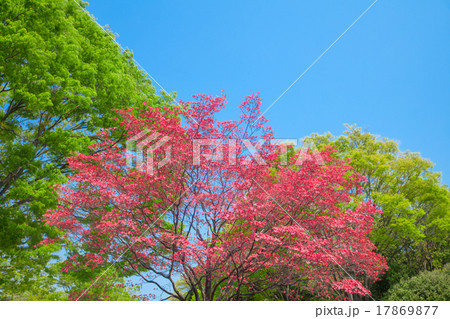 花水木と新緑の木立 花水木と新緑の木立 17869877