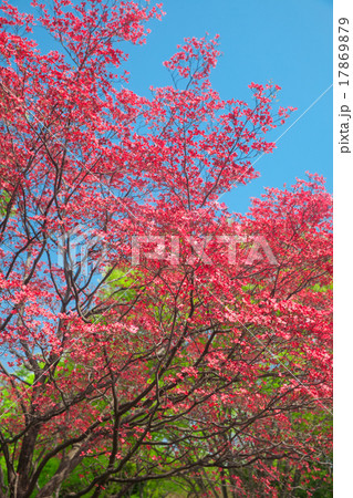 花水木 花水木 17869879