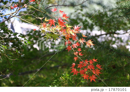 モミジ　（紅葉・黄葉） 17870101