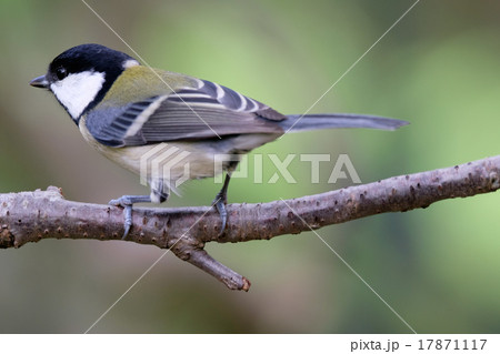 シジュウカラ 17871117