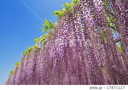 藤の花 17871127