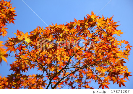 紅葉と青空 紅葉と青空 17871207