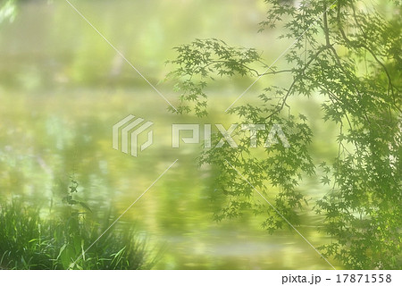 友禅染への憧憬 17871558