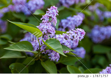 Flowers of Lilac Flowers of Lilac 17871757