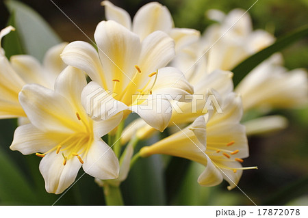 白いクンシランの花の写真素材