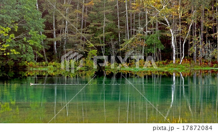 初秋の御射鹿池⁻水鳥 17872084