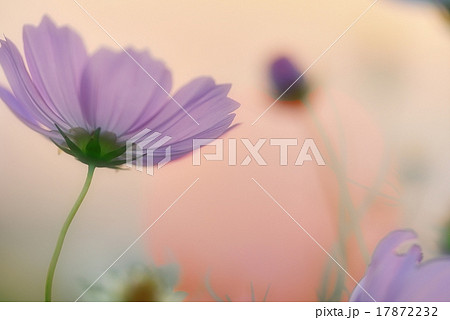 癒しのコスモス 17872232