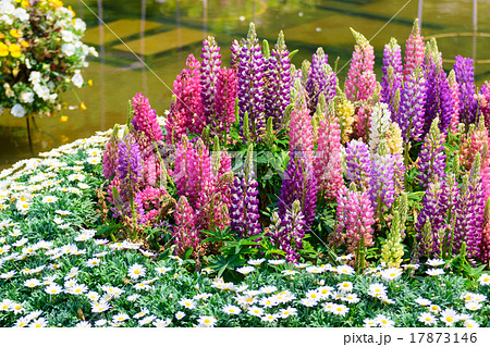 ルピナス ルピナス 17873146