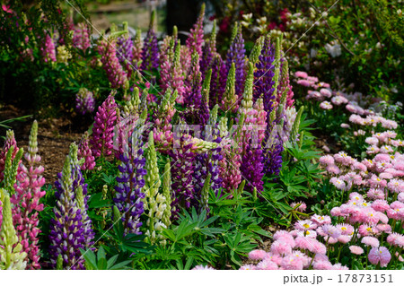 ルピナス 17873151