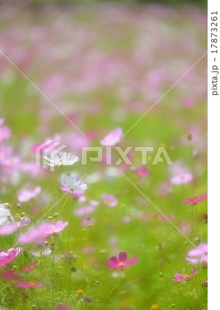 安息の時 17873261