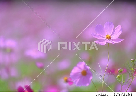 少女の想い 17873262