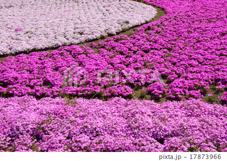 芝桜　埼玉　秩父　羊山公園 17873966
