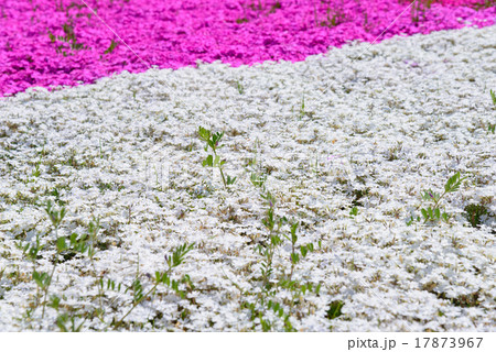 芝桜　埼玉　秩父　羊山公園 17873967