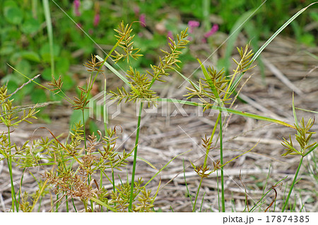 カヤツリグサ 17874385