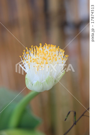 眉刷毛万年青 17874513