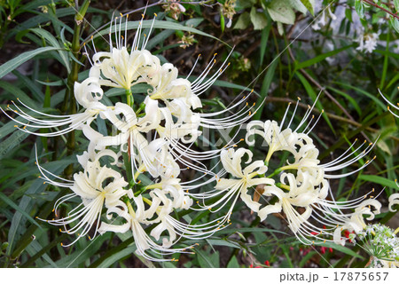 白い曼珠沙華 白い曼珠沙華 17875657