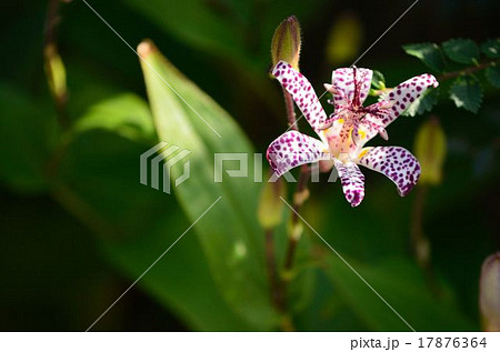 ヤマホトトギスの花 ヤマホトトギスの花 17876364