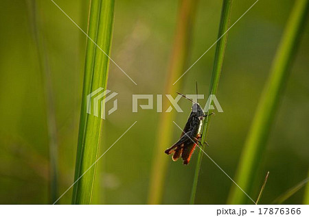 草原のヒナバッタ 17876366