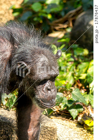 チンパンジー 17876437