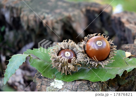 切り株とどんぐり 17876821