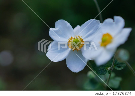 シュウメイギク 17876874