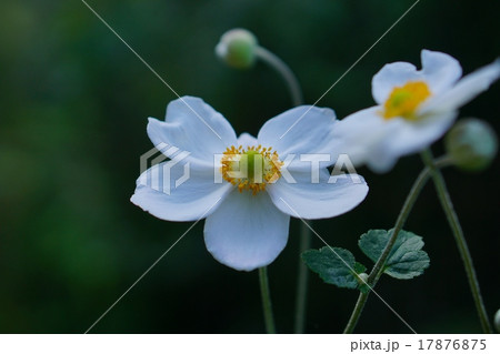 シュウメイギク 17876875