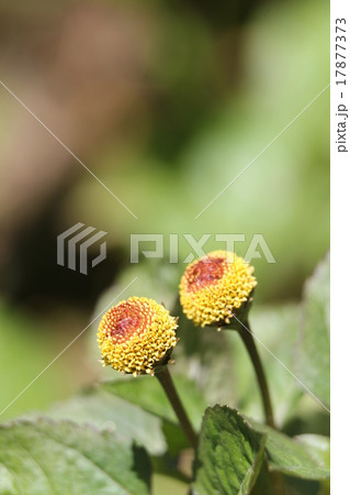 オランダセンニチ オランダセンニチ 17877373