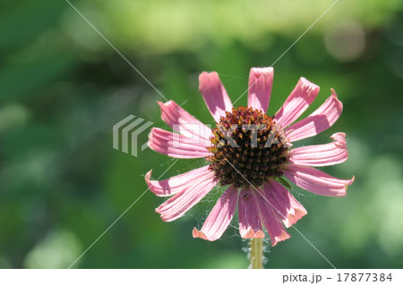 エキナケア・テネシエンス 17877384