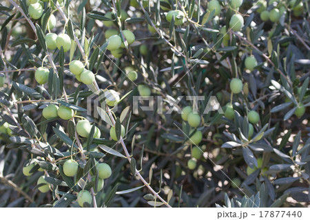 オリーブの木 17877440