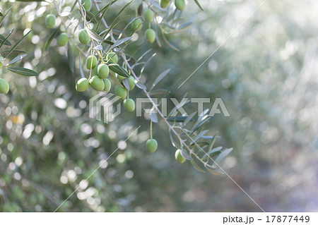オリーブの木 オリーブの木 17877449