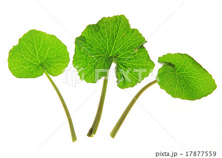 Wasabi - Eutrema japonicum Wasabi - Eutrema japonicum 17877559