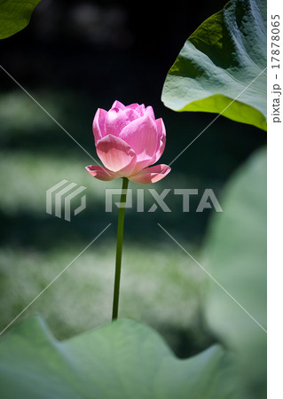Pink Lotus on the River Pink Lotus on the River 17878065