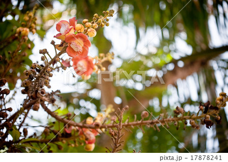 flowers of orchid 17878241