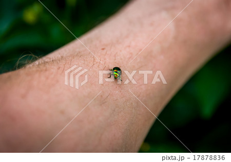 Beautiful green beetle Beautiful green beetle 17878836