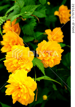 八重山吹 17879182