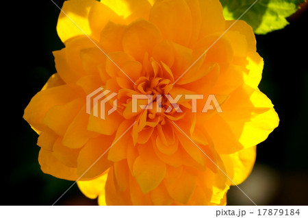 八重山吹 八重山吹 17879184