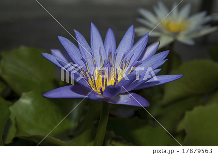 Purple lotus flower 17879563