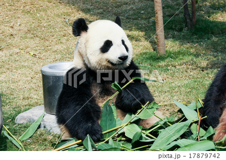 Panda eating bamboo 17879742