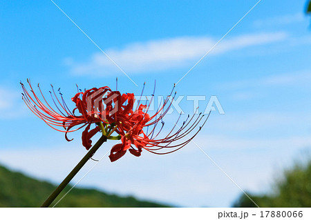 彼岸花と青空 彼岸花と青空 17880066