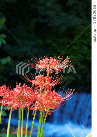 彼岸花と滝 17880068