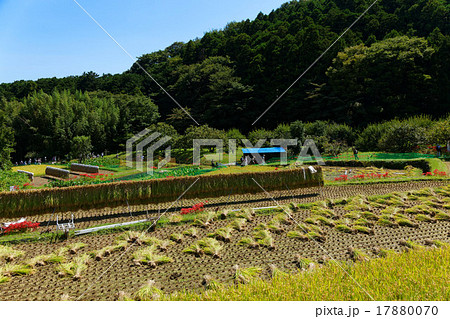 秋の田園風景 秋の田園風景 17880070