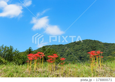 彼岸花と青空 17880071