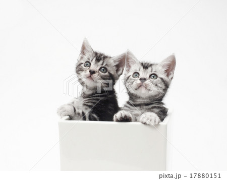 鉢カバーに入った2匹のアメリカンショートヘアーの子猫 17880151