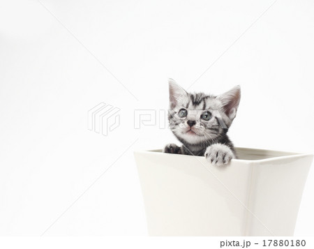 鉢から顔を出すアメリカンショートヘアーの子猫 17880180