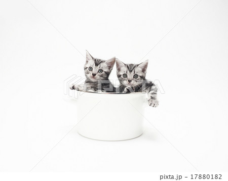 鉢に入った2匹のアメリカンショートヘアーの子猫 鉢に入った2匹のアメリカンショートヘアーの子猫 17880182