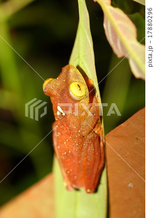 シロアゴガエル シロアゴガエル 17880296