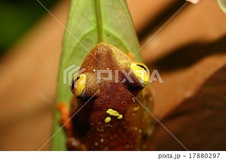 シロアゴガエル 17880297